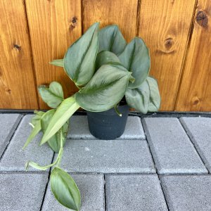 Scindapsus pinnatý (Epipremnum pinnatum) ´MARBLE VARIEGATA´- výška 15-25 cm, kont. C1L
